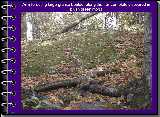 Click to see page 31